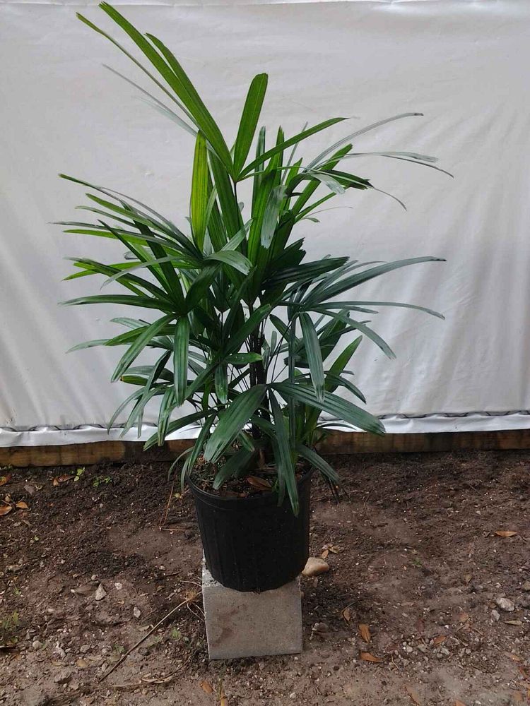 rhapis-excelsa-lady-palm