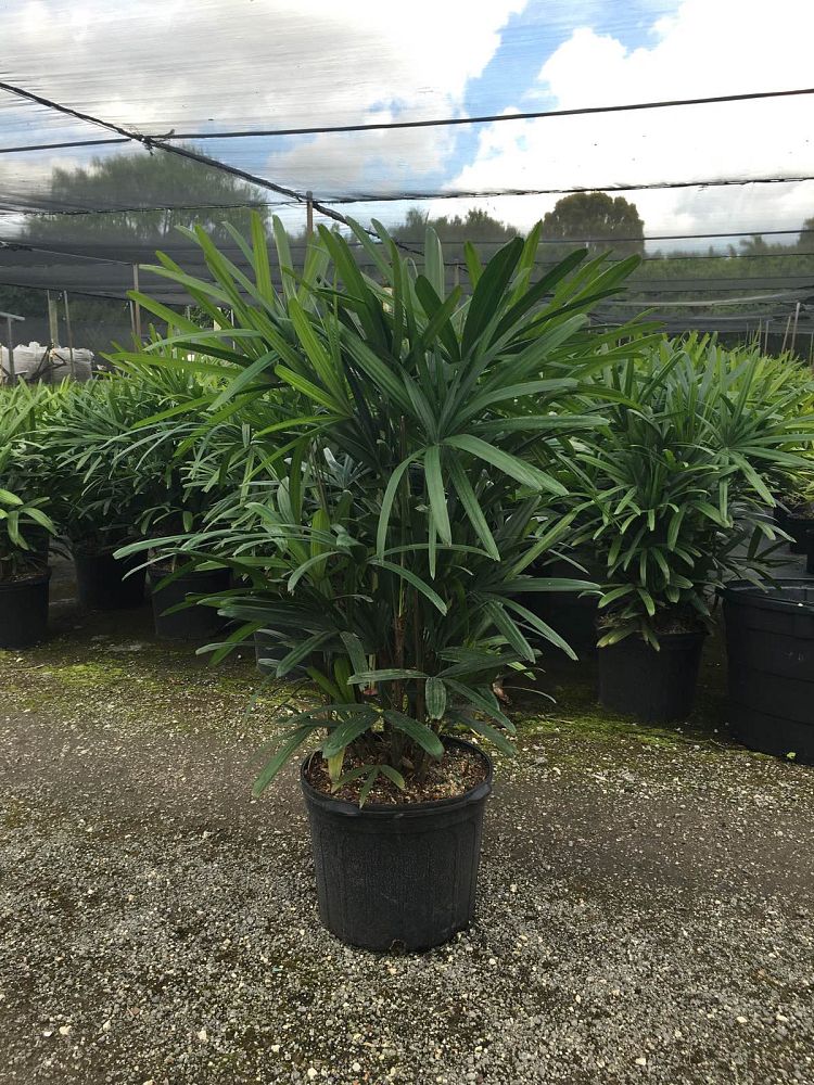rhapis-excelsa-lady-palm