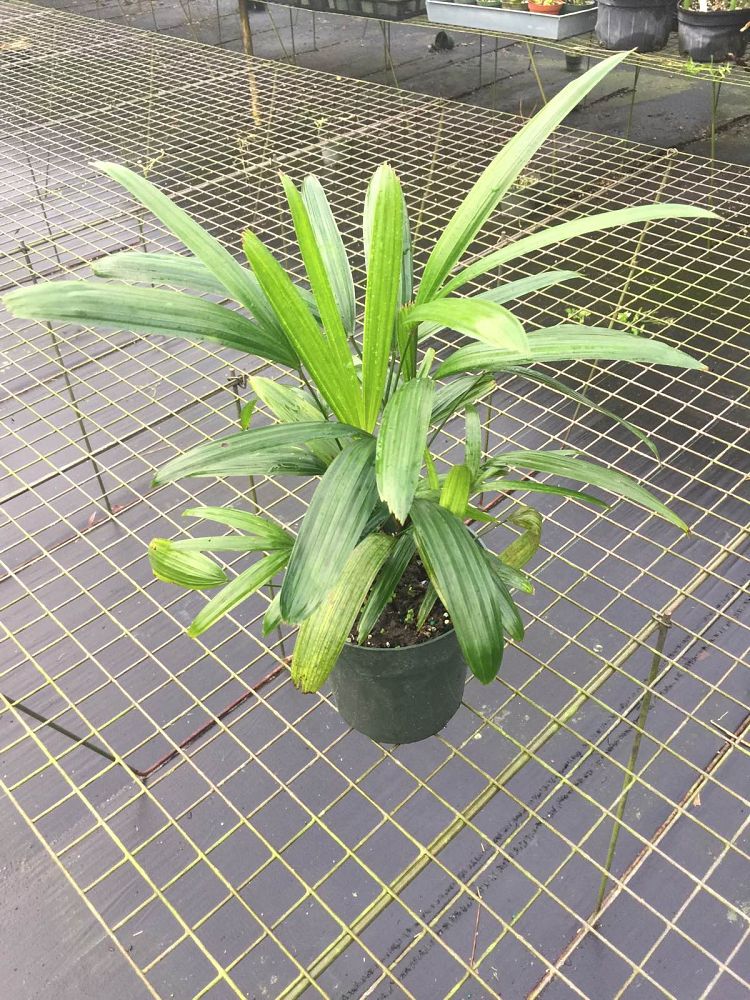 rhapis-excelsa-lady-palm