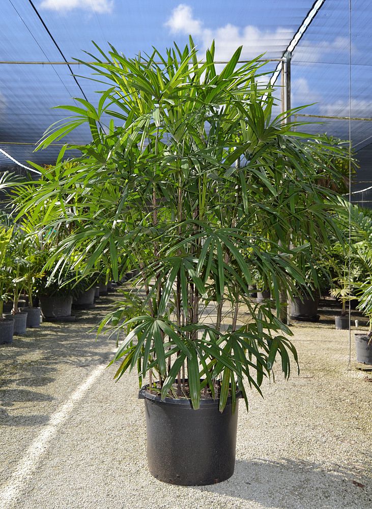 rhapis-excelsa-lady-palm