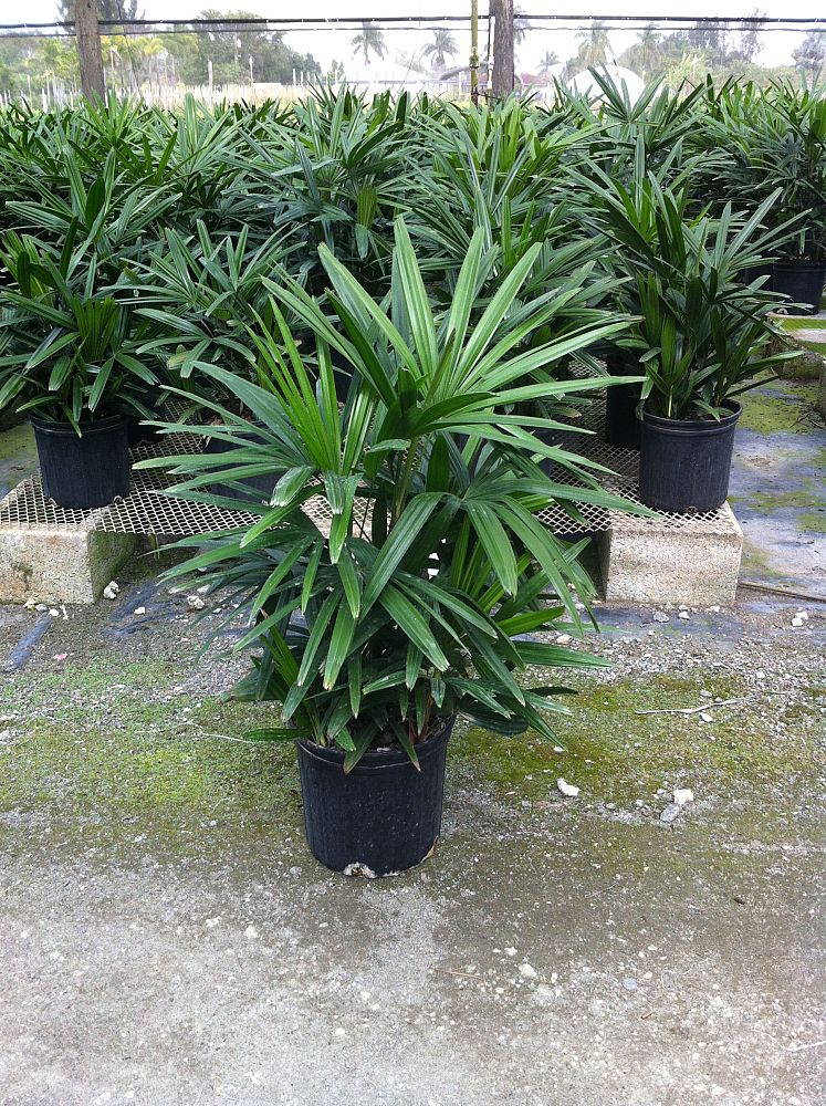 rhapis-excelsa-lady-palm