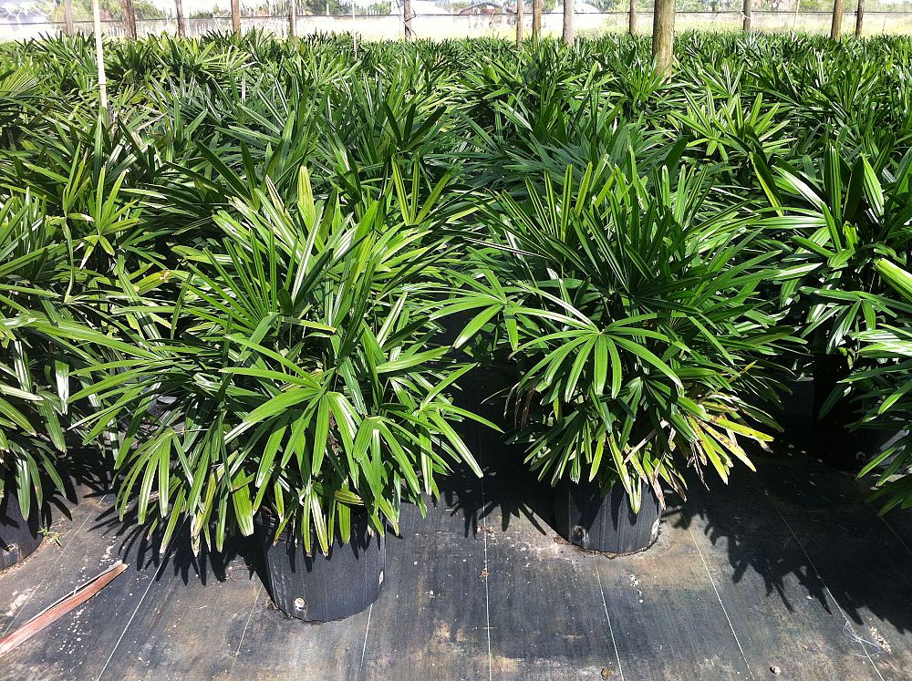rhapis-excelsa-lady-palm