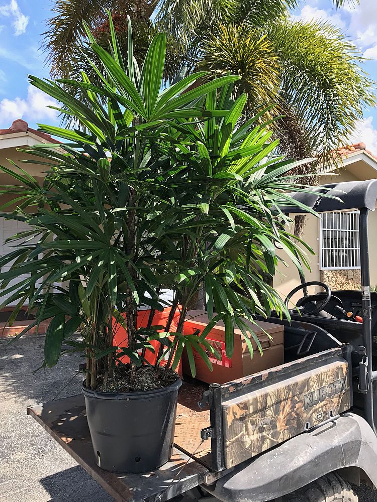 rhapis-excelsa-lady-palm