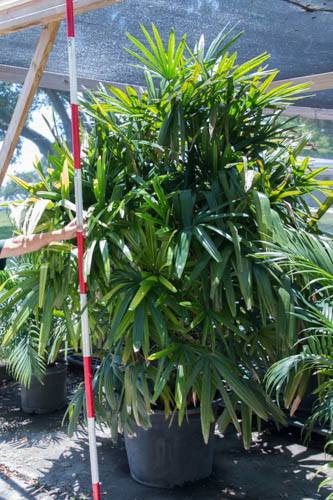 rhapis-excelsa-lady-palm