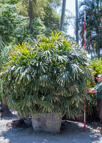 rhapis-excelsa-lady-palm