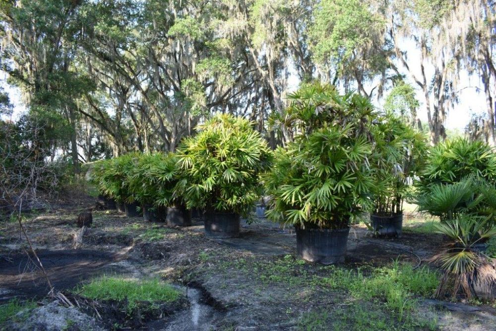 rhapis-excelsa-lady-palm