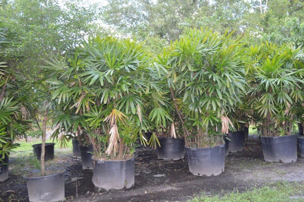 rhapis-excelsa-lady-palm