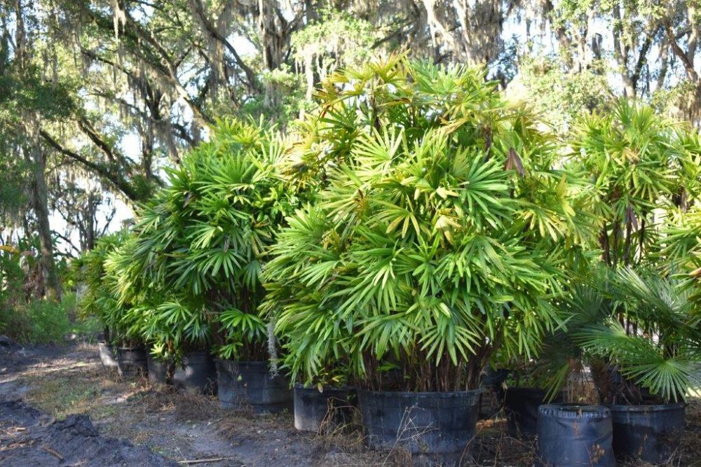 rhapis-excelsa-lady-palm