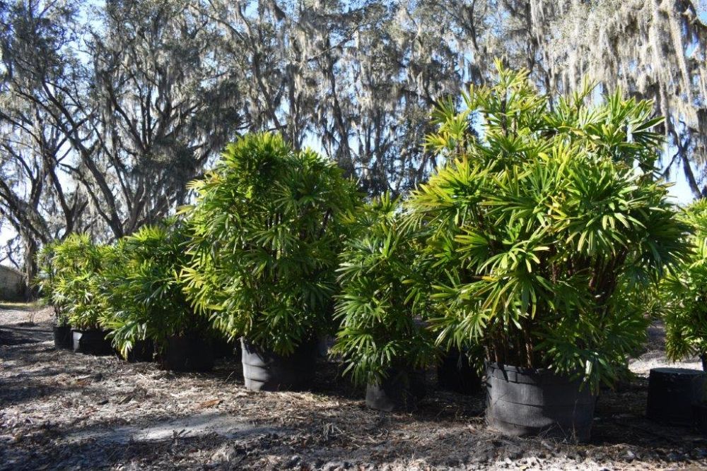 rhapis-excelsa-lady-palm