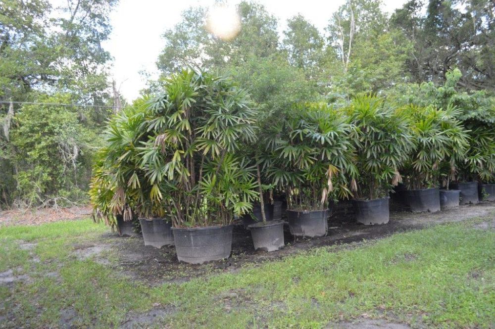 rhapis-excelsa-lady-palm