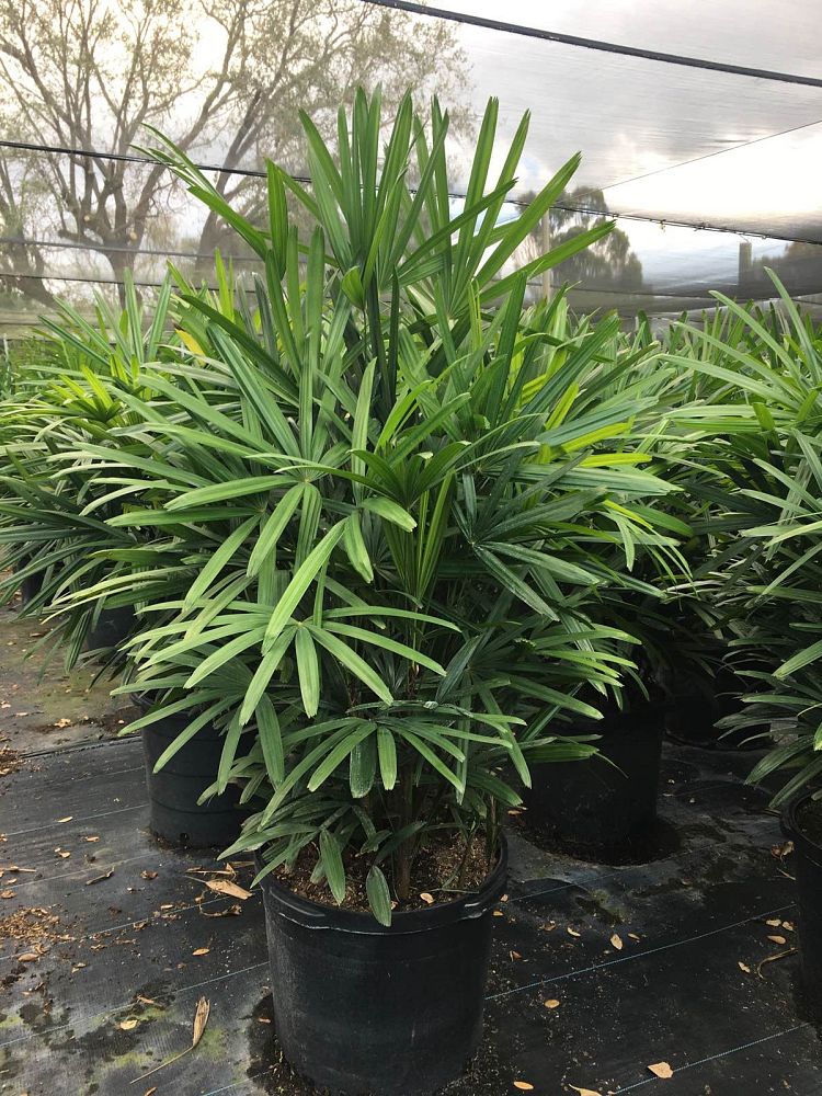 rhapis-excelsa-lady-palm