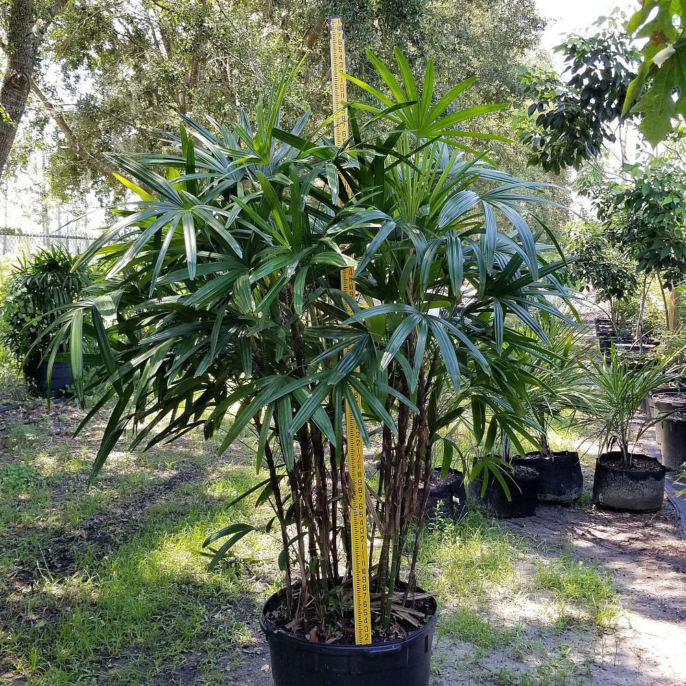 rhapis-excelsa-lady-palm