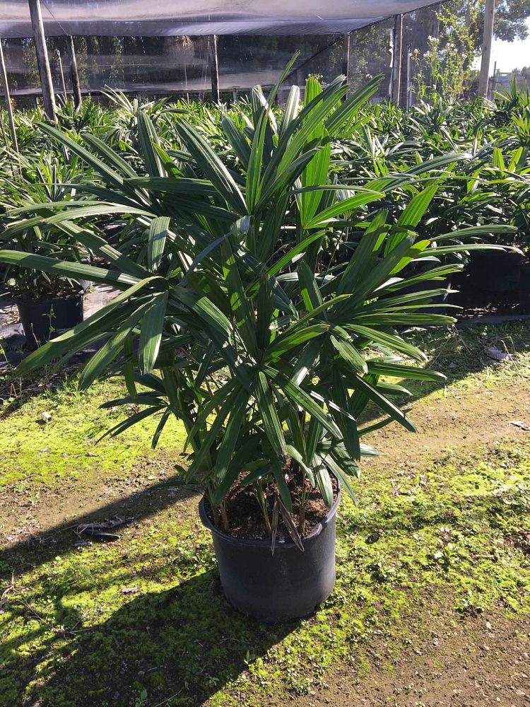 rhapis-excelsa-lady-palm