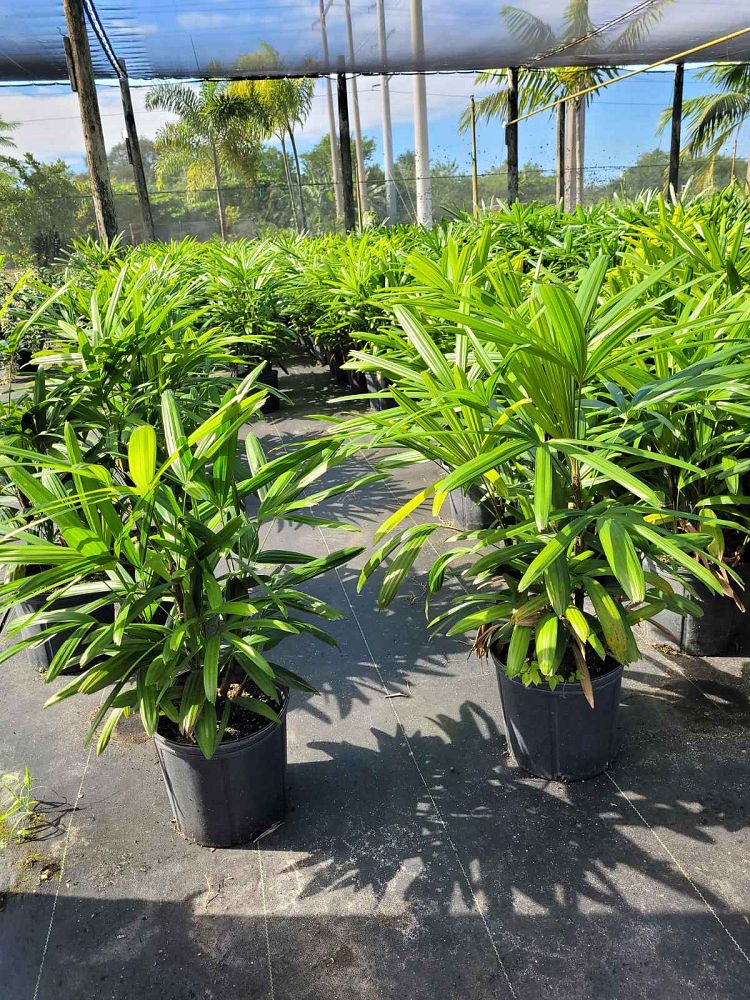 rhapis-excelsa-lady-palm
