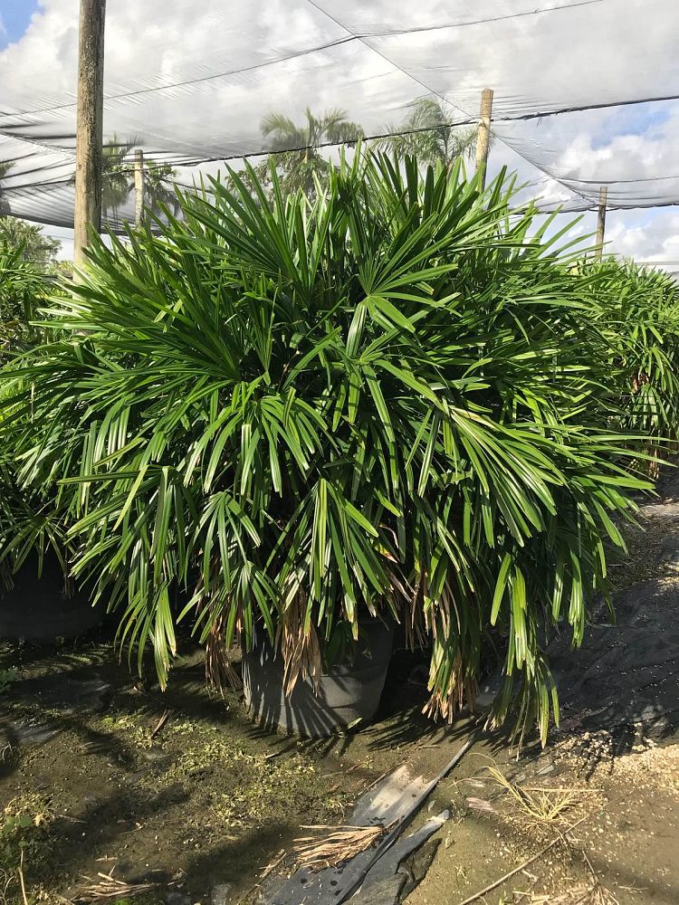 rhapis-excelsa-lady-palm