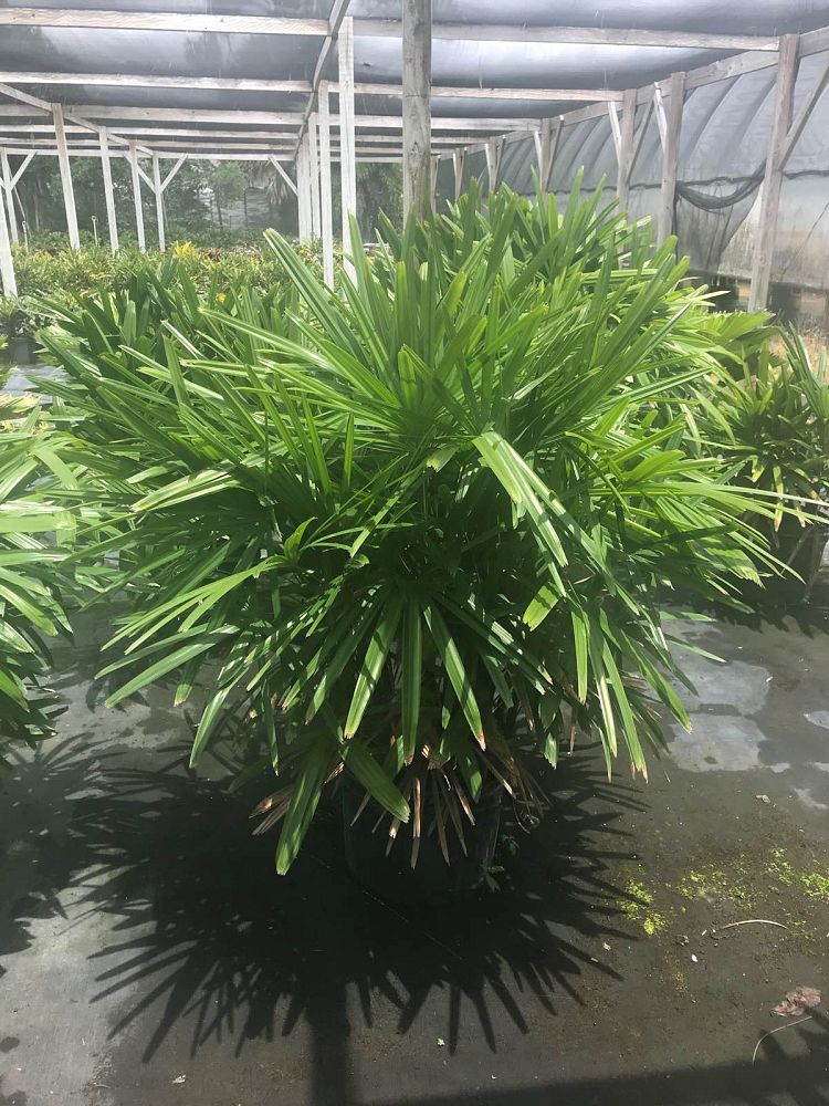 rhapis-excelsa-lady-palm