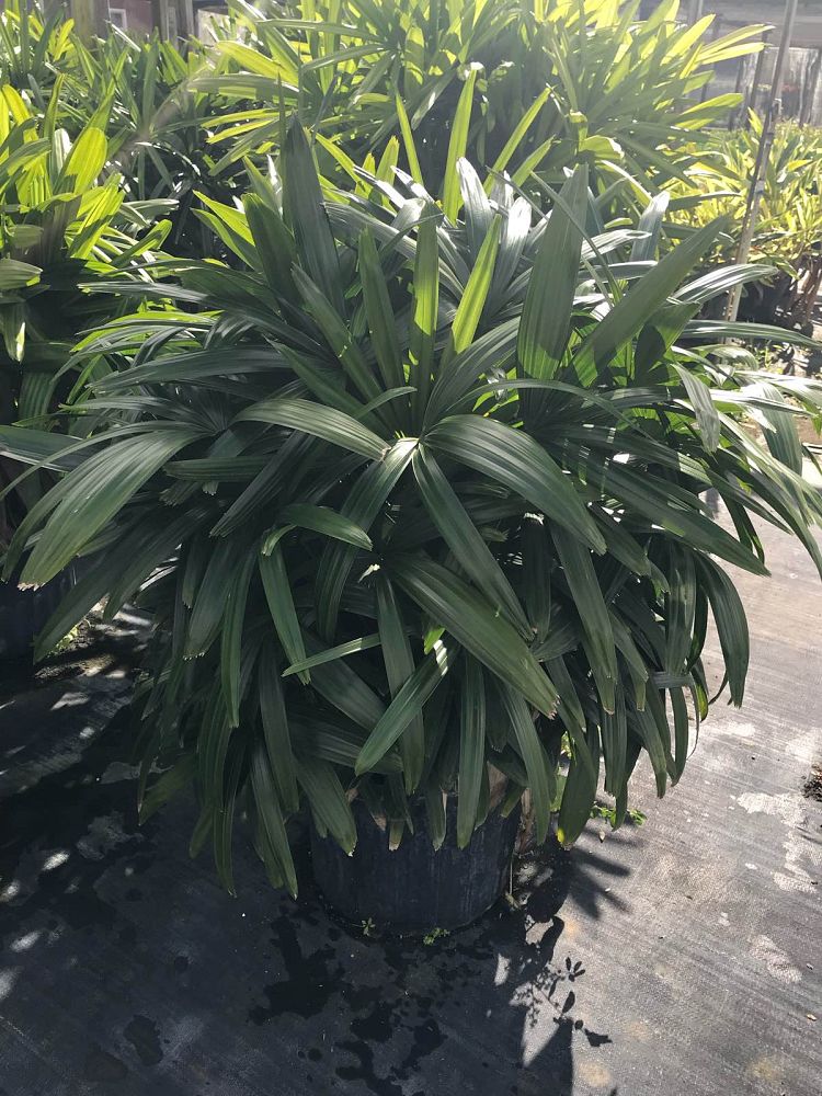 rhapis-excelsa-lady-palm