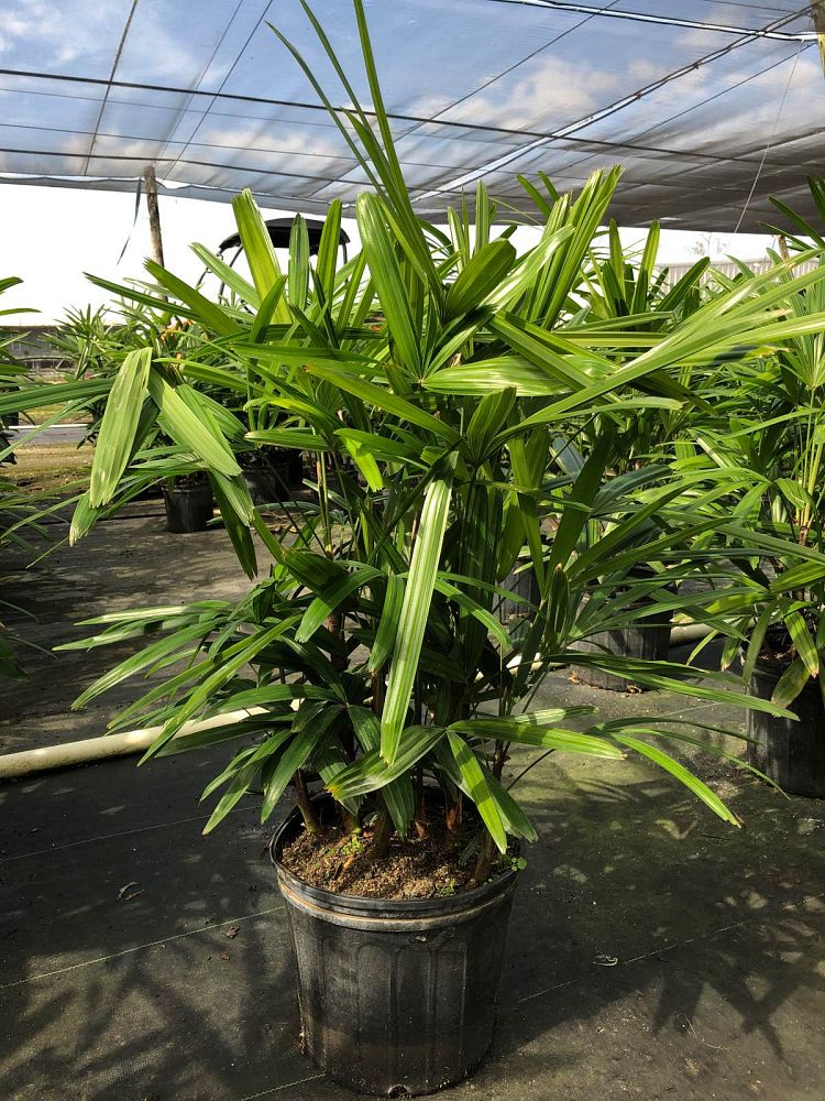 rhapis-excelsa-lady-palm