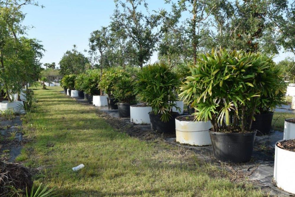 rhapis-excelsa-lady-palm