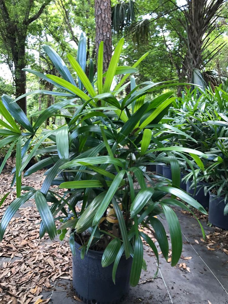 rhapis-excelsa-lady-palm