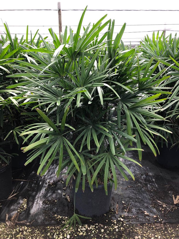 rhapis-excelsa-lady-palm