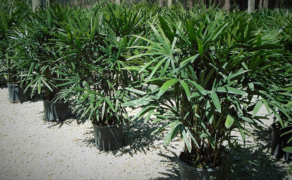 rhapis-excelsa-lady-palm