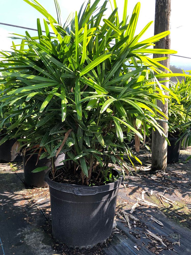 rhapis-excelsa-lady-palm