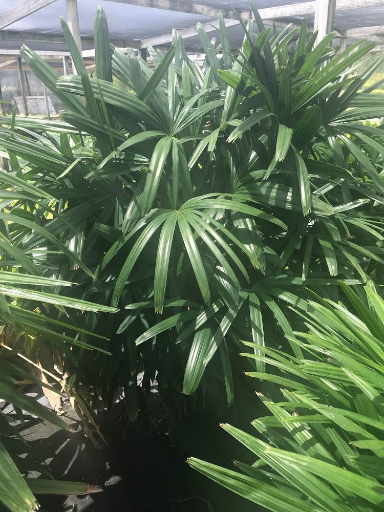 rhapis-excelsa-lady-palm