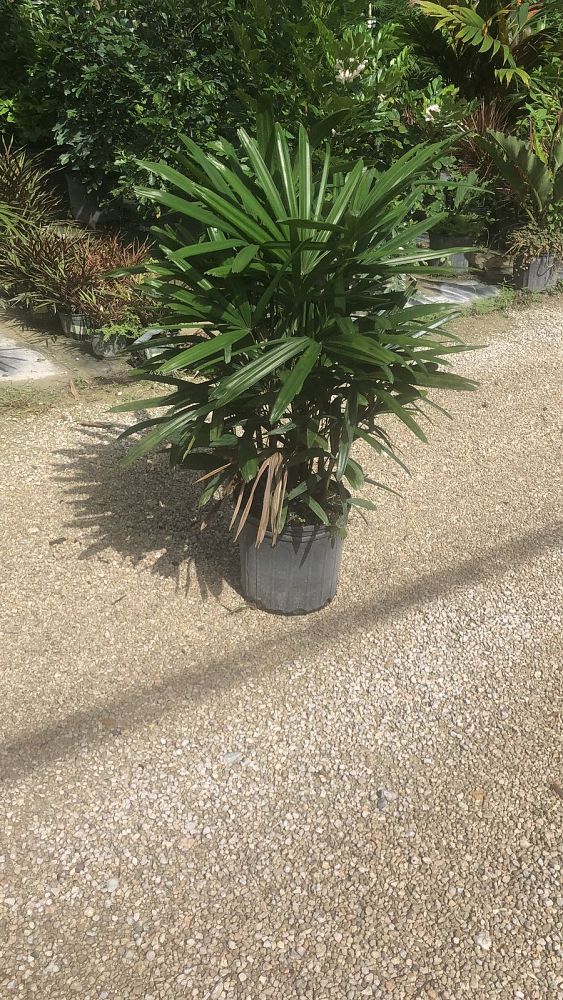 rhapis-excelsa-lady-palm