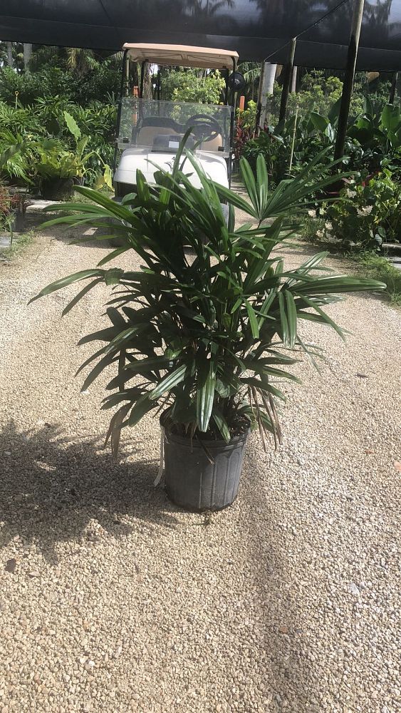 rhapis-excelsa-lady-palm