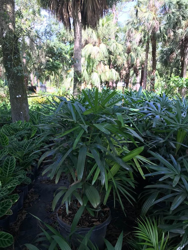 rhapis-excelsa-lady-palm