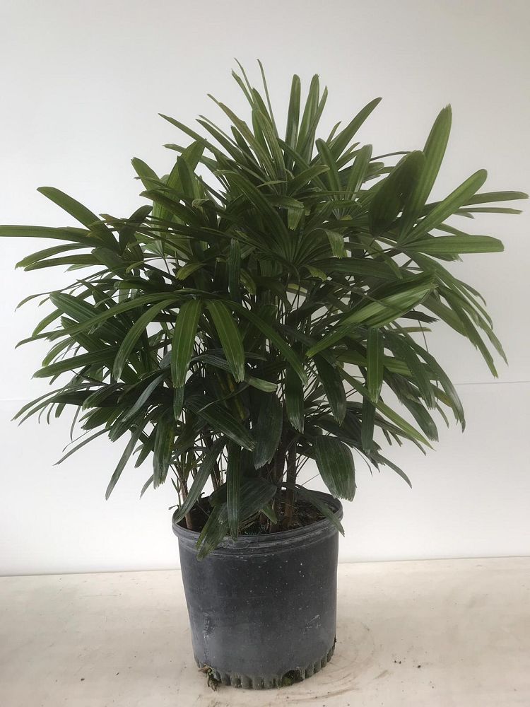 rhapis-excelsa-lady-palm