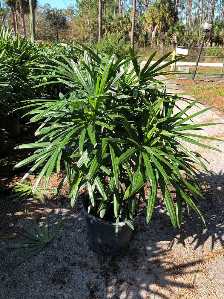rhapis-excelsa-lady-palm