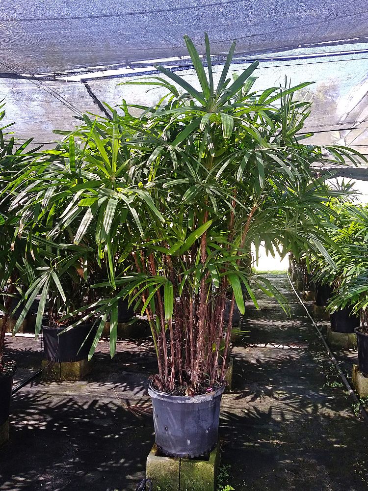 rhapis-excelsa-lady-palm