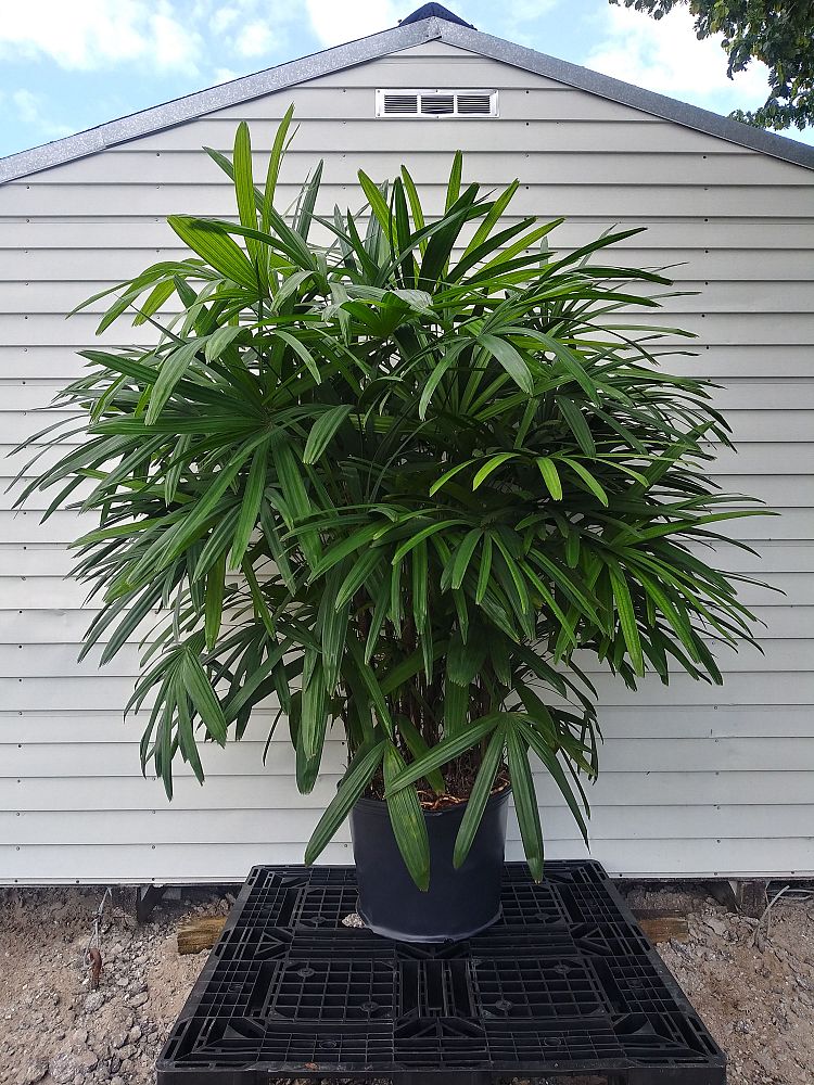 rhapis-excelsa-lady-palm