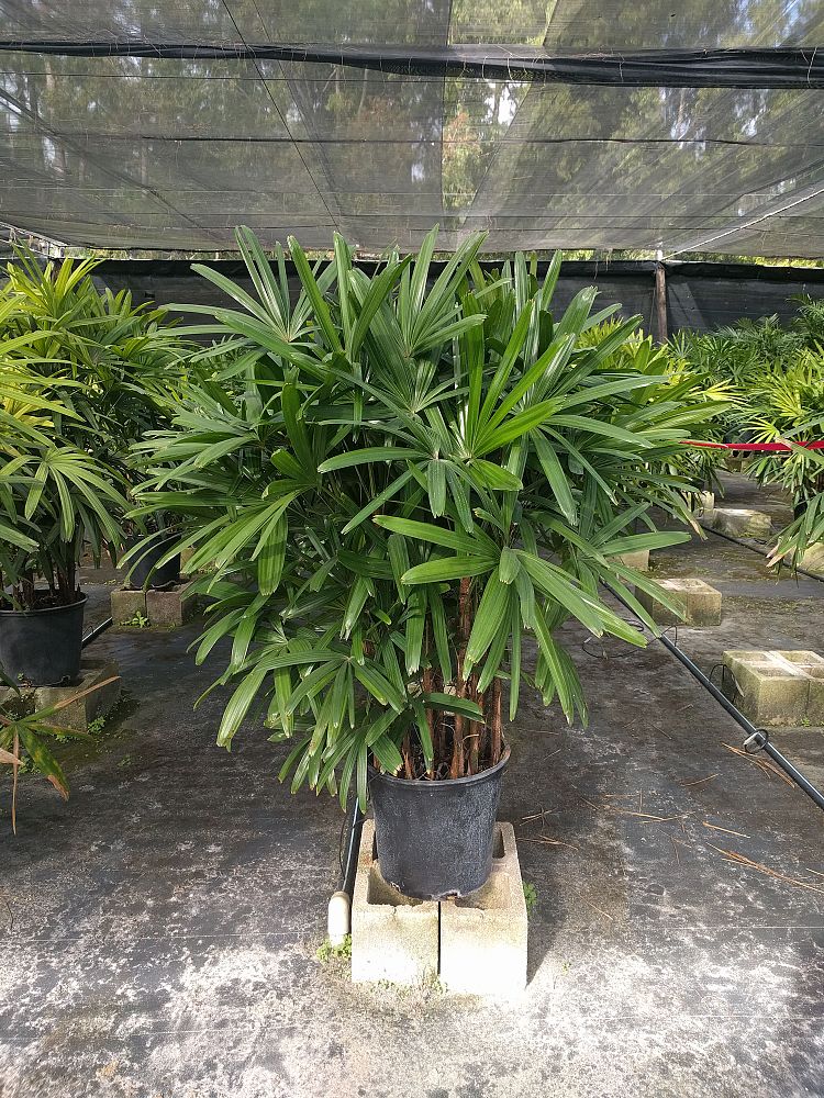rhapis-excelsa-lady-palm