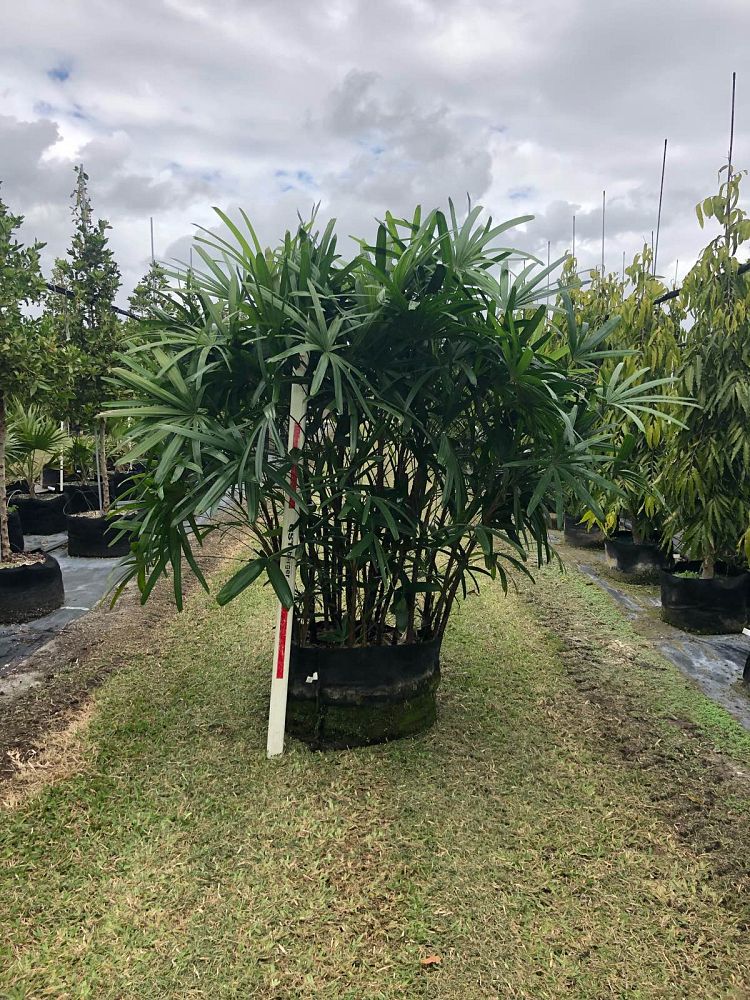 rhapis-excelsa-lady-palm