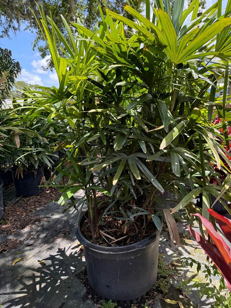 rhapis-excelsa-lady-palm