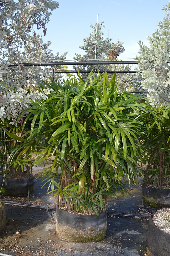rhapis-excelsa-lady-palm