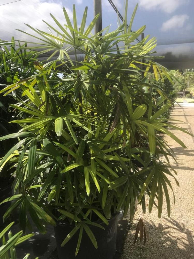 rhapis-excelsa-lady-palm
