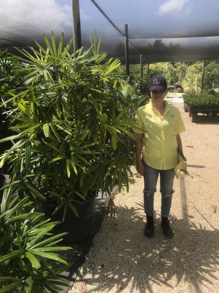 rhapis-excelsa-lady-palm