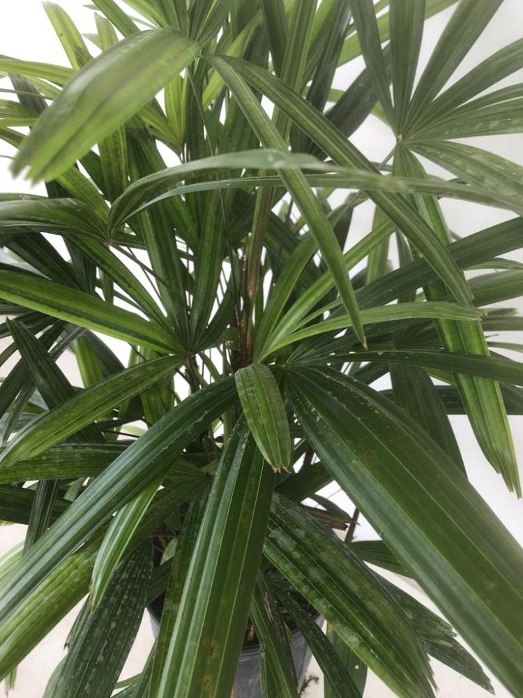 rhapis-excelsa-lady-palm