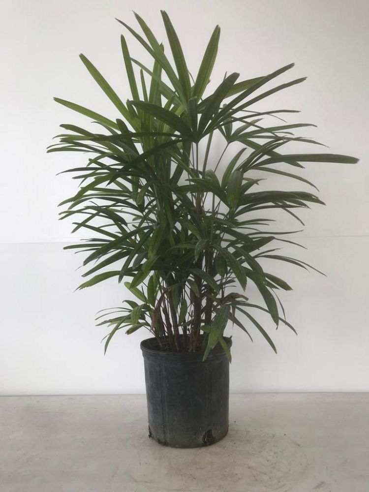 rhapis-excelsa-lady-palm