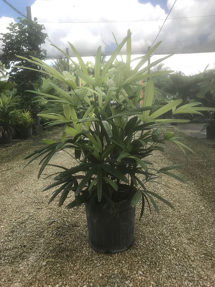 rhapis-excelsa-lady-palm