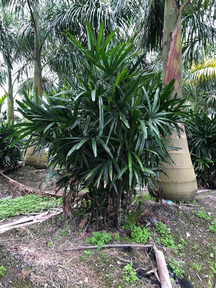 rhapis-excelsa-lady-palm
