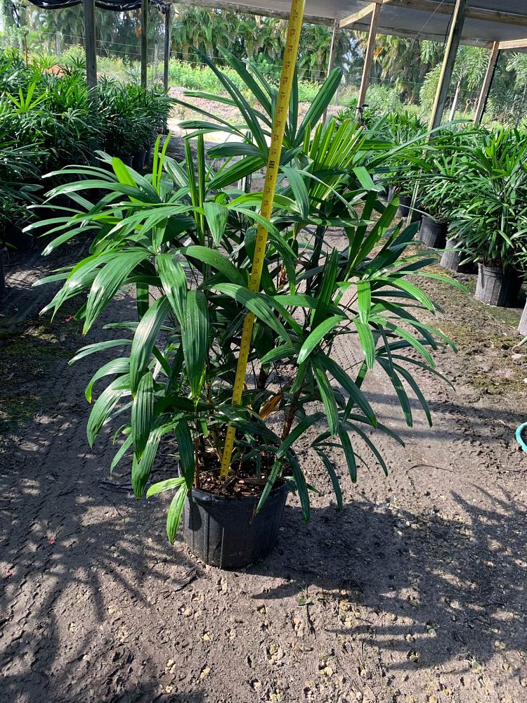 rhapis-excelsa-lady-palm