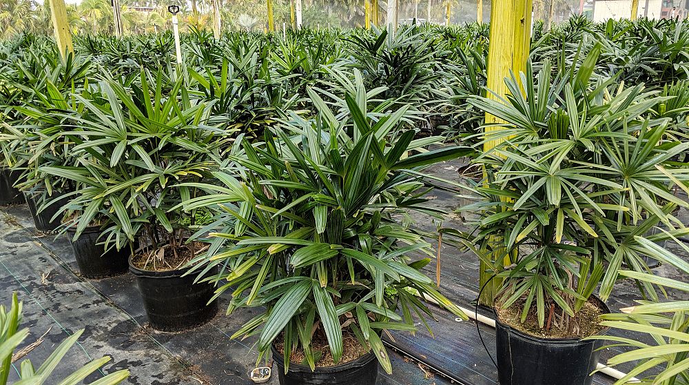 rhapis-excelsa-lady-palm