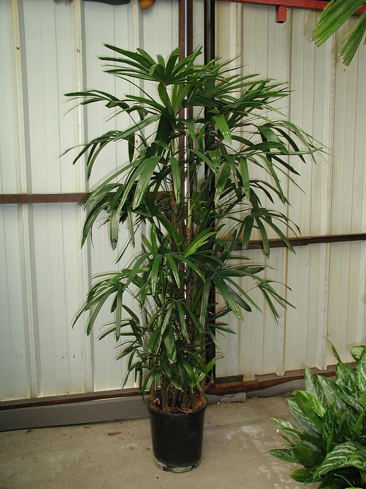 rhapis-excelsa-lady-palm