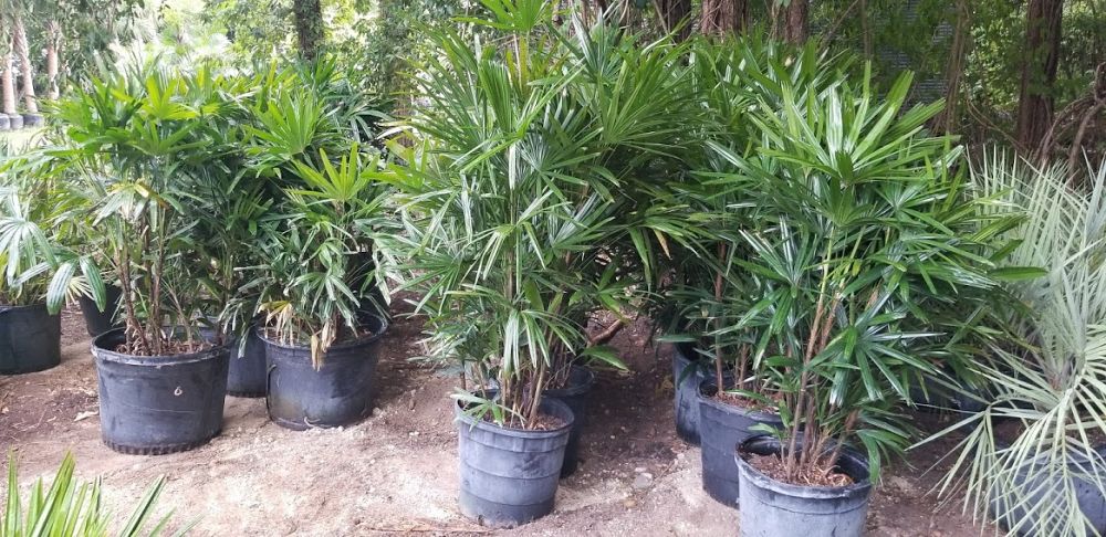 rhapis-excelsa-lady-palm