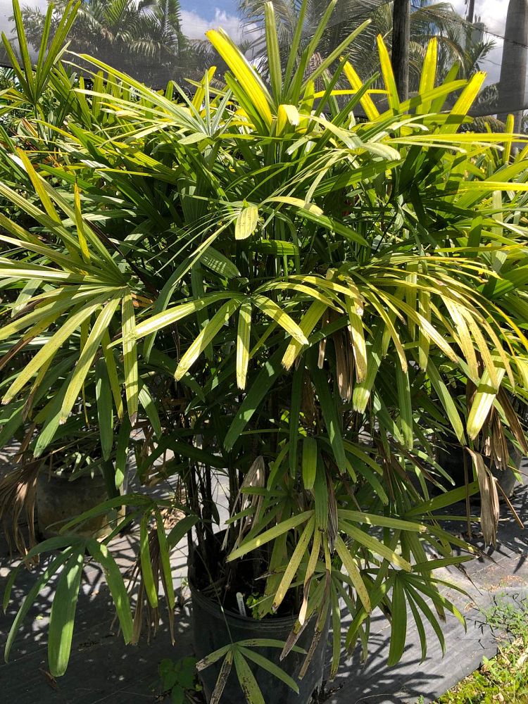 rhapis-excelsa-lady-palm